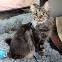 Photo of Poppy