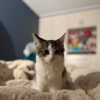Photo of Cashew