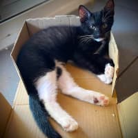 Photo of Cooper
