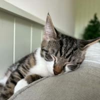Photo of Nutmeg