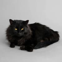 Photo of Midnight 