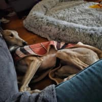 Photo of Franky, The Greyhound
