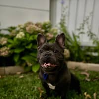 Photo of Bruce   3 Year Old French Bulldog (Hold)
