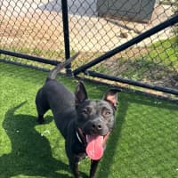 Photo of Ghibli Imp 2118