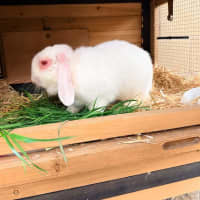 Photo of Minke