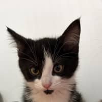 Photo of Titch
