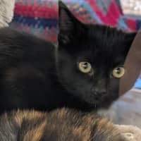 Photo of Dark Magician Girl