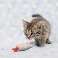 Photo of Jimmy Choo **2nd Chance Cat Rescue**