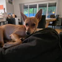 Photo of Pippa