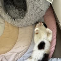 Photo of Poe
