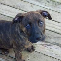 Photo of Charlie/Hank 