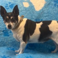 Photo of Cookie And Buster