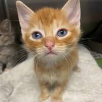 Photo of Fidget