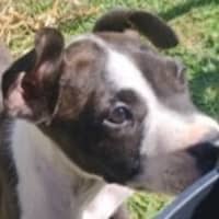 Photo of Lexie 🎯Adorable Staffy Puppy