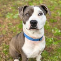Photo of Shelby 