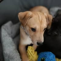 Photo of Candy