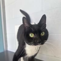 Photo of Otto