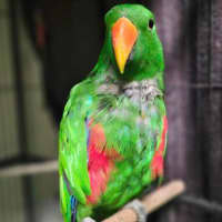 Photo of Captain Capsicum