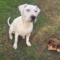Photo of Snowball