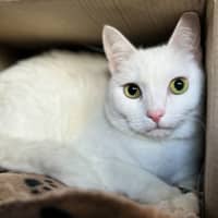 Photo of Jasper 