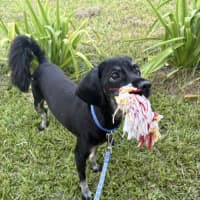 Photo of Sootie