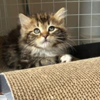 Photo of Lily