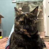 Photo of Rosie