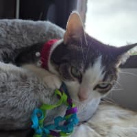 Photo of Molly / Milly