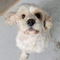 Photo of Odie