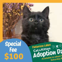Photo of Coal
