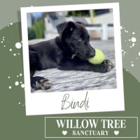 Photo of Bindi