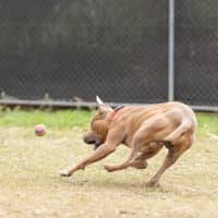Photo of Boof