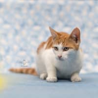 Photo of Mr. Smiley Meow ** 2nd Chance Cat Rescue**