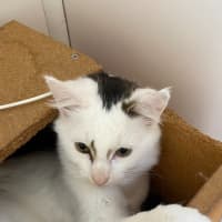 Photo of Nio   In Foster Care In Clayton