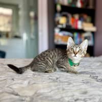 Photo of Martin   In Foster Care In Templestowe 