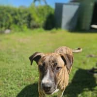 Photo of Bernard *$350 Adoption Fee*