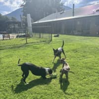 Photo of Foghorn Leghorn