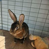 Photo of Corduroy