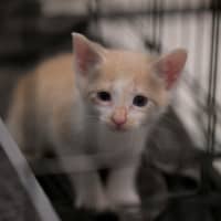 Photo of 🧡 Cinnamon 🤍