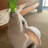 Photo of Dumbo *Available At Petstock Milperra*