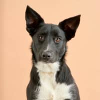 Photo of Cosmo