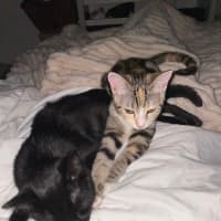 Photo of Tinkerbell & Bon Bon 