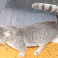 Photo of Winston   Now At Thornton Pet Quarters