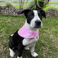 Photo of Nova