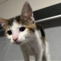 Photo of Stella