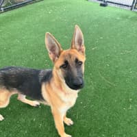 Photo of Dakota Imp 2843