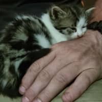 Photo of Shadow