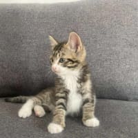 Photo of Pepper