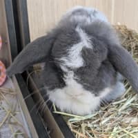 Photo of 🐇 Mattie 1746 🐇