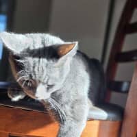 Photo of Pearl